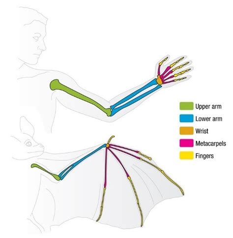 List 92 Pictures A Bat Wing An Alligator Leg And A Human Arm Are Homologous Structures Updated