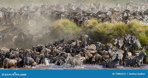 La Manada Grande Del ñu Está Sobre Mara River Gran Migración Kenia