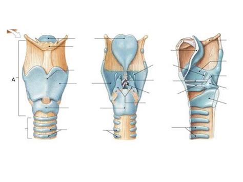 larynx diagram Diagram | Quizlet