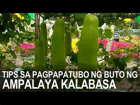 MADALING PARAAN SA PAGPAPATUBO NG BUTO NG UPO AMPALAYA AT KALABASA