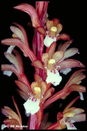 Corallorhiza Maculata Spotted Coral Root Plant Gallery Nc Native