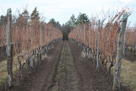 Unul dintre cei mai mari producători de vin din țară a lansat prima