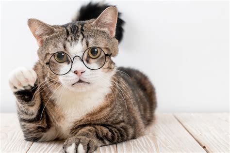 Premium Photo Cute Grey Cat With Glasses