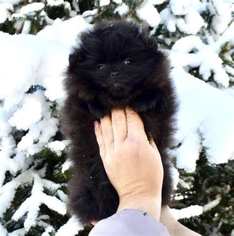 Pomeranian Szpic Miniaturowy Typ Misia Unikat Czarny Zkwp Fci Mini