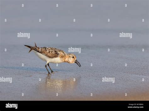 A Western Sandpiper On The Beach In The Water The Scientific Name Of