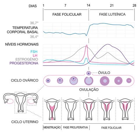 O Que A Progesterona Fetalmed Medicina Fetal Curitiba