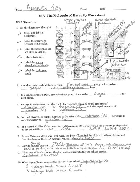 Answer Key To BIO 168 Chapter 3 Worksheets BIO 168 Z190 Studocu