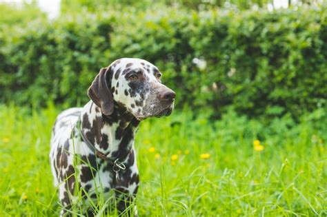 Schattige Puppy Dalmati R Voor Een Wandeling In Het Park Portret Zomer