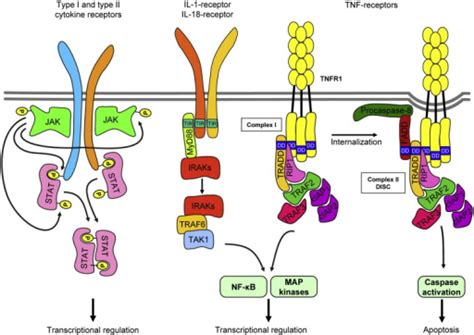 Signal Transduction Of Cytokine Receptors Type I And T Open I