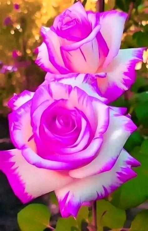 Pin by Nour on زهور in 2024 Rose flower pictures Beautiful rose