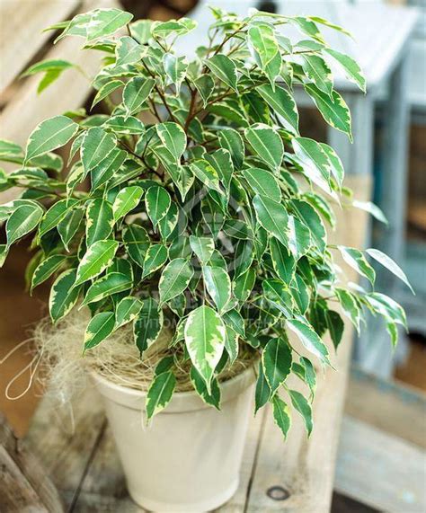 Ficus benjamina care at home, photos