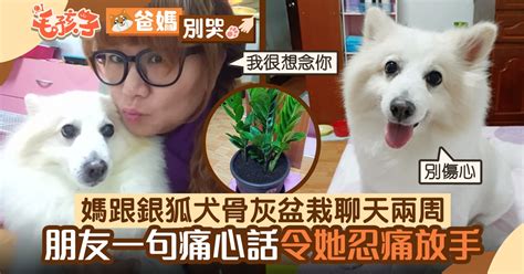 銀狐犬｜媽跟狗骨灰盆栽聊天兩星期 朋友一句痛心話令她忍痛放手