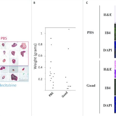 Guadecitabine Guad Prevents Tumor Growth In A Hepg2 Xenograft Model