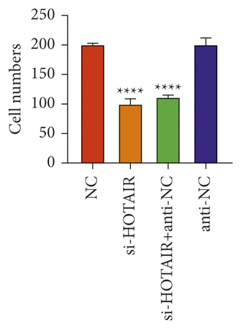 Downregulation Of Hotair Suppressed Cell Proliferation And Invasion