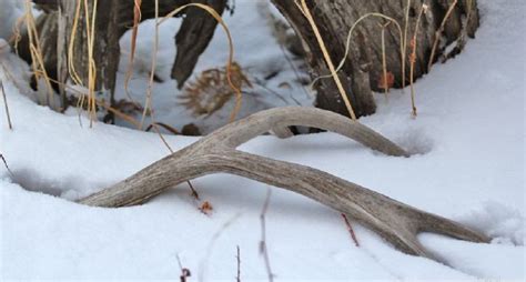 Shed Hunting Tips That Will Reap White Gold The Classic Woodsman