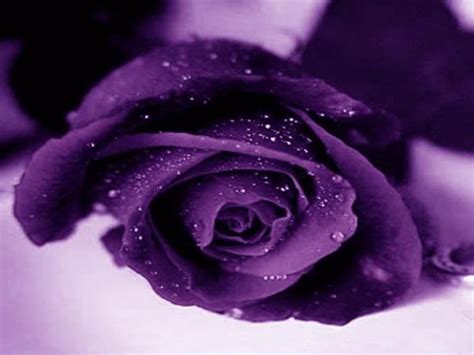 Purple Rose Wallpaper For Desktop Wallpapersafari