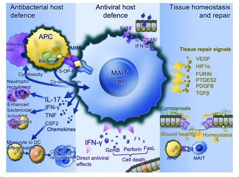 MAIT Cell Functions Bacterially Infected Cells Present MAIT Cell