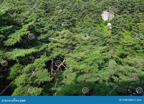 Cen Rio Norte Coreano Floresta Coreana Vermelha Do Pinho Imagem De