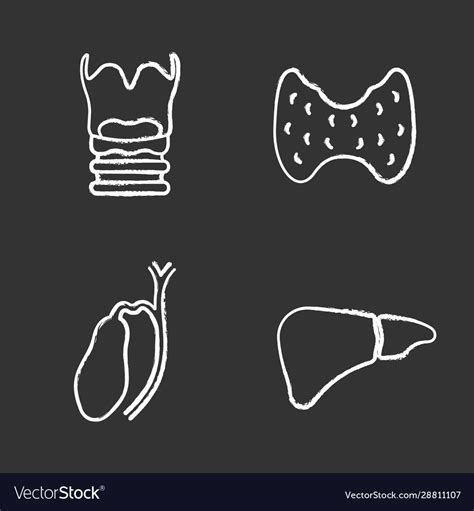 Internal Organs Chalk Icons Set Royalty Free Vector Image