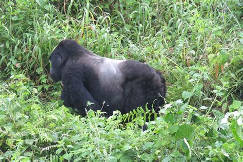 Day Bwindi Gorilla And Chimpanzee Trekking Safari In Uganda