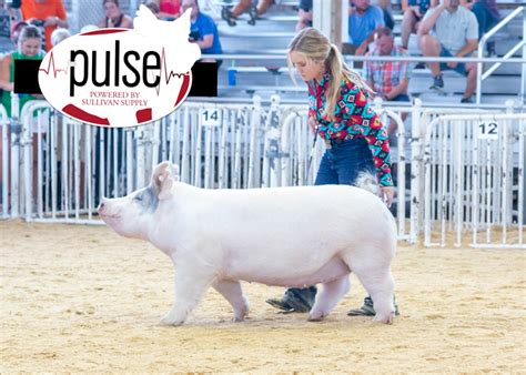 The Exposition Top Crossbred Gilts The Pulse