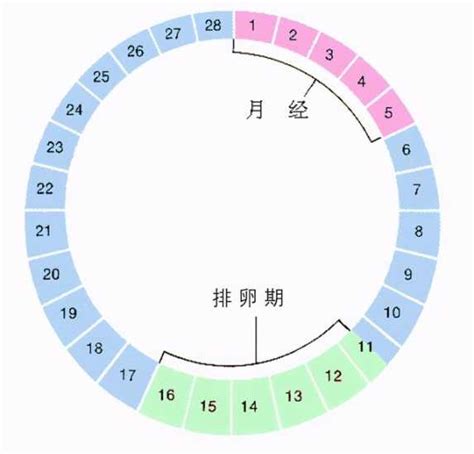 如何計算排卵期？婦產科醫生：女人身上的8個變化，提示你排卵了