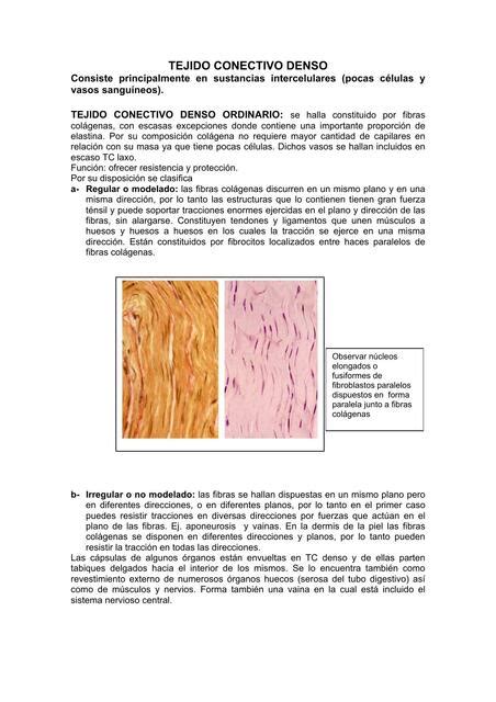 Tejido Conectivo Denso Irregular Biologista13 Udocz