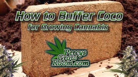 How To Buffer Coco For Growing Cannabis Percys Grow Room