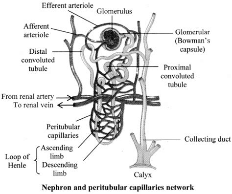 Maharashtra Board Class 11 Biology Important Questions Chapter 15