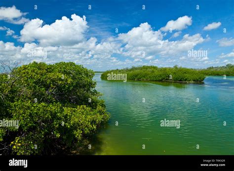 Manglar Reserva De La Biosfera De Sian Kaan Riviera Maya Estado De