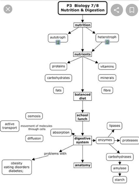 Concept Map Of Nutrition In Human Beings