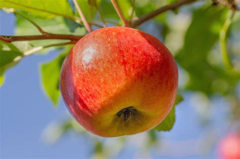 Apel Buah Pohon Foto Gratis Di Pixabay Pixabay