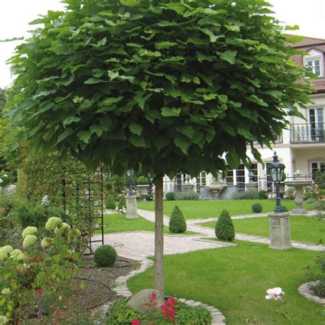 Catalpa bign. Nana (Каталпа Нана) | Растения за градината