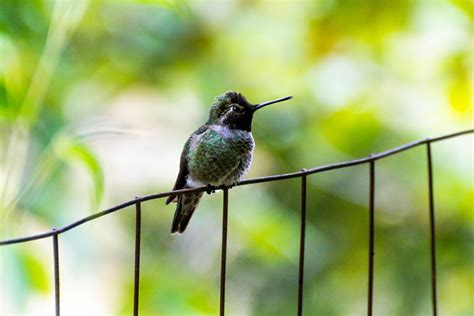 Focus Photography of Flying Hummingbird · Free Stock Photo