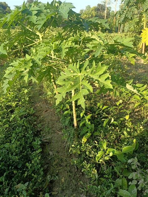 Full Sun Exposure Green Papaya Taiwan Plant For Fruits At Rs 15 Piece