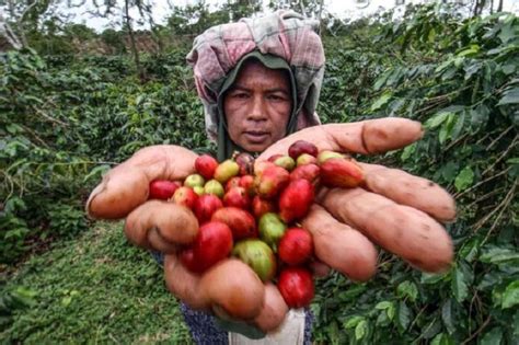 Indonesia Berpeluang Jadi Key Leader Industri Kopi Global