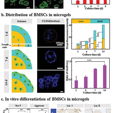 Injection And SelfAssembly Of Bioinspired Stem CellLaden Gelatin