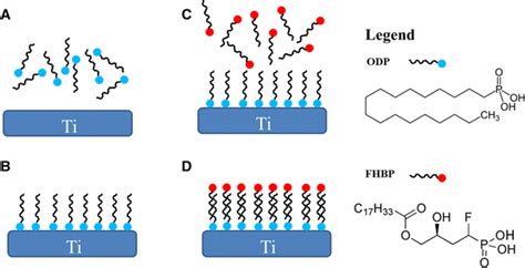 A Stylised Summary Of Titanium Surface Modification Using An Alkane Download Scientific Diagram