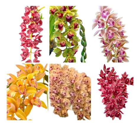 Pacote Mudas Orquideas Cymbidium Pendentes Super Promo O