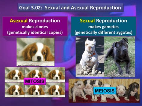 How Do Dogs Sexually Reproduce