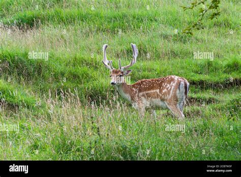 A Male Fallow Deer Dama Dama Stock Photo Alamy