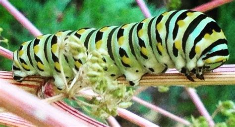 The Joy of Butterfly Host Plants - Lewis Ginter Botanical Garden