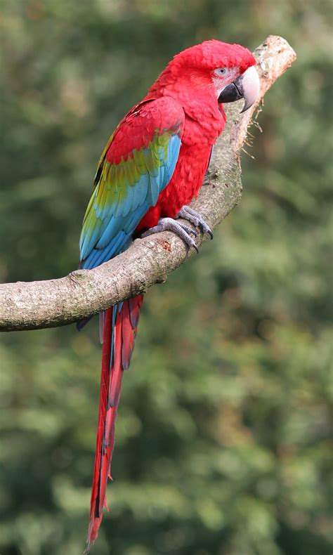 Red-and-green Macaw - Rio Wiki