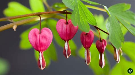 Bleeding Heart Flower: Meaning, Symbolism, Facts