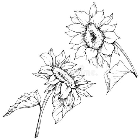 Vector Sunflower Floral Botanical Flowers Black And White Engraved Ink