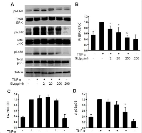 The Effect Of Gl On The Tnf Induced Activation Of Mapks In Hacat