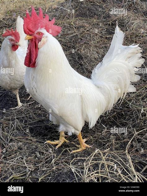 White Leghorn Rooster Vs Hen