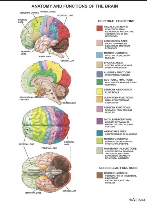 The Anatomy And Functions Of The Brain Including The Cerebratory