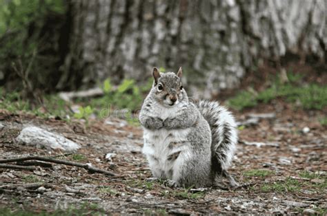 Pregnant Squirrel: Care & Diet Guide