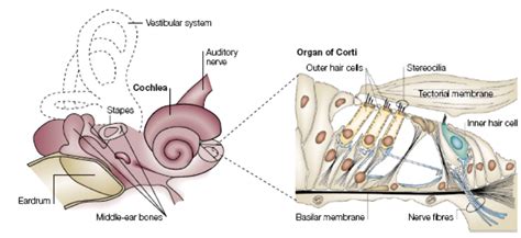 Inner Ear Structures Overview Diagram Quizlet